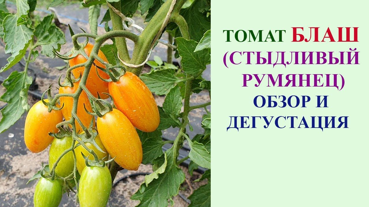 ОБЗОР ТОМАТА БЛАШ (СТЫДЛИВЫЙ РУМЯНЕЦ) смотреть онлайн