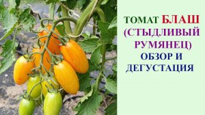 ОБЗОР ТОМАТА БЛАШ (СТЫДЛИВЫЙ РУМЯНЕЦ)