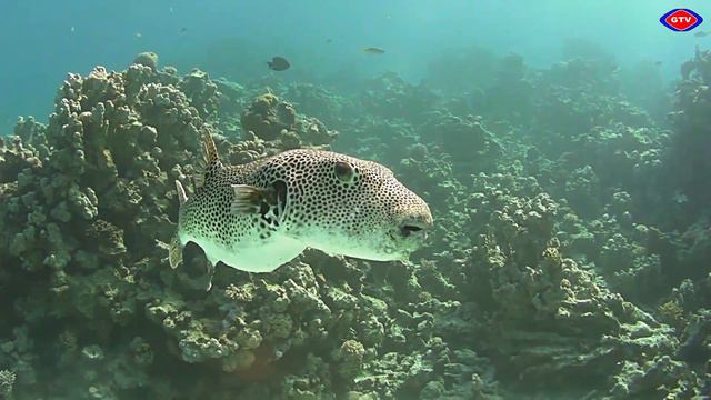 diving in the red sea смотреть онлайн