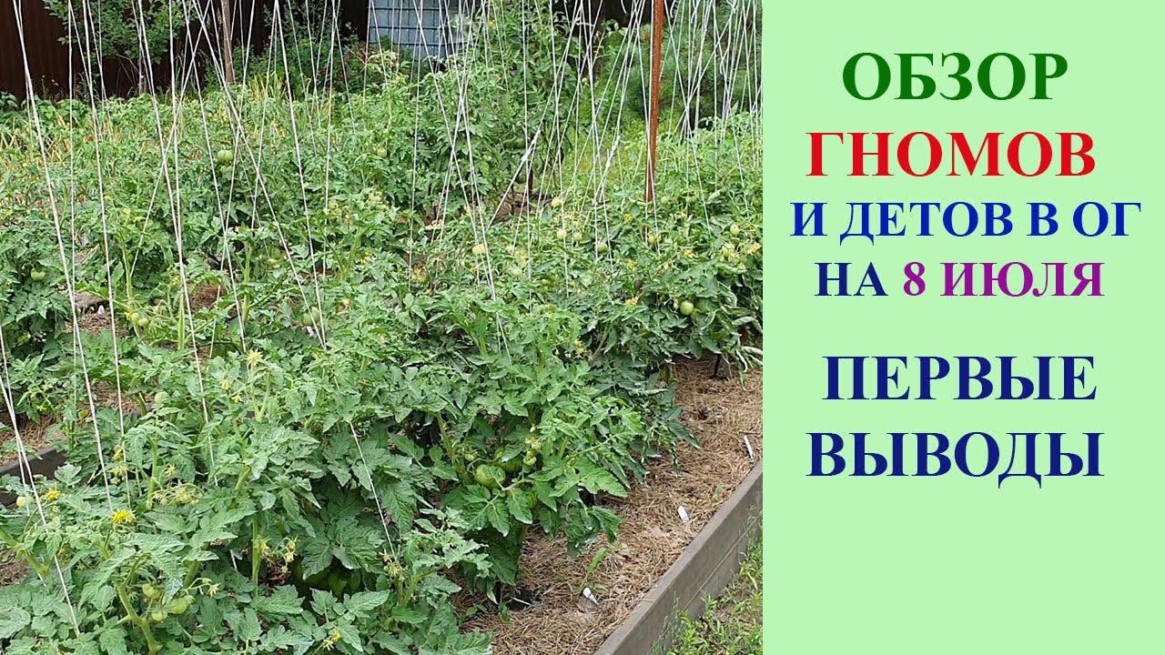 ОБЗОР ТОМАТНЫХ ГНОМОВ И НЕКОТОРЫХ ДЕТОВ В ОТКРЫТОМ ГРУНТЕ НА 8 ИЮЛЯ. ПЕРВЫЕ ВЫВОДЫ О ГНОМАХ. смотреть онлайн