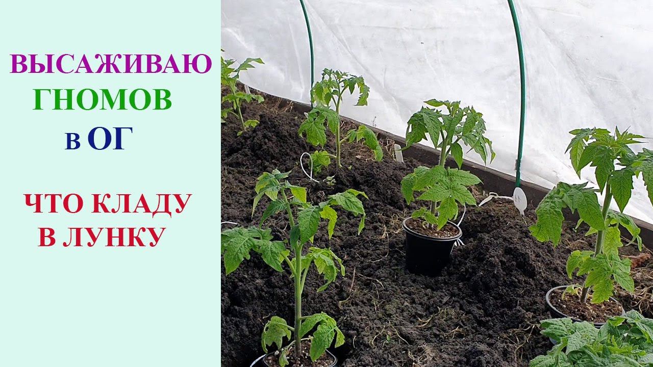 ВЫСАЖИВАЮ ГНОМОВ В ОТКРЫТЫЙ ГРУНТ. ЧТО КЛАДУ В ЛУНКУ. ПОЛЕЗНЫЕ СОВЕТЫ. смотреть онлайн