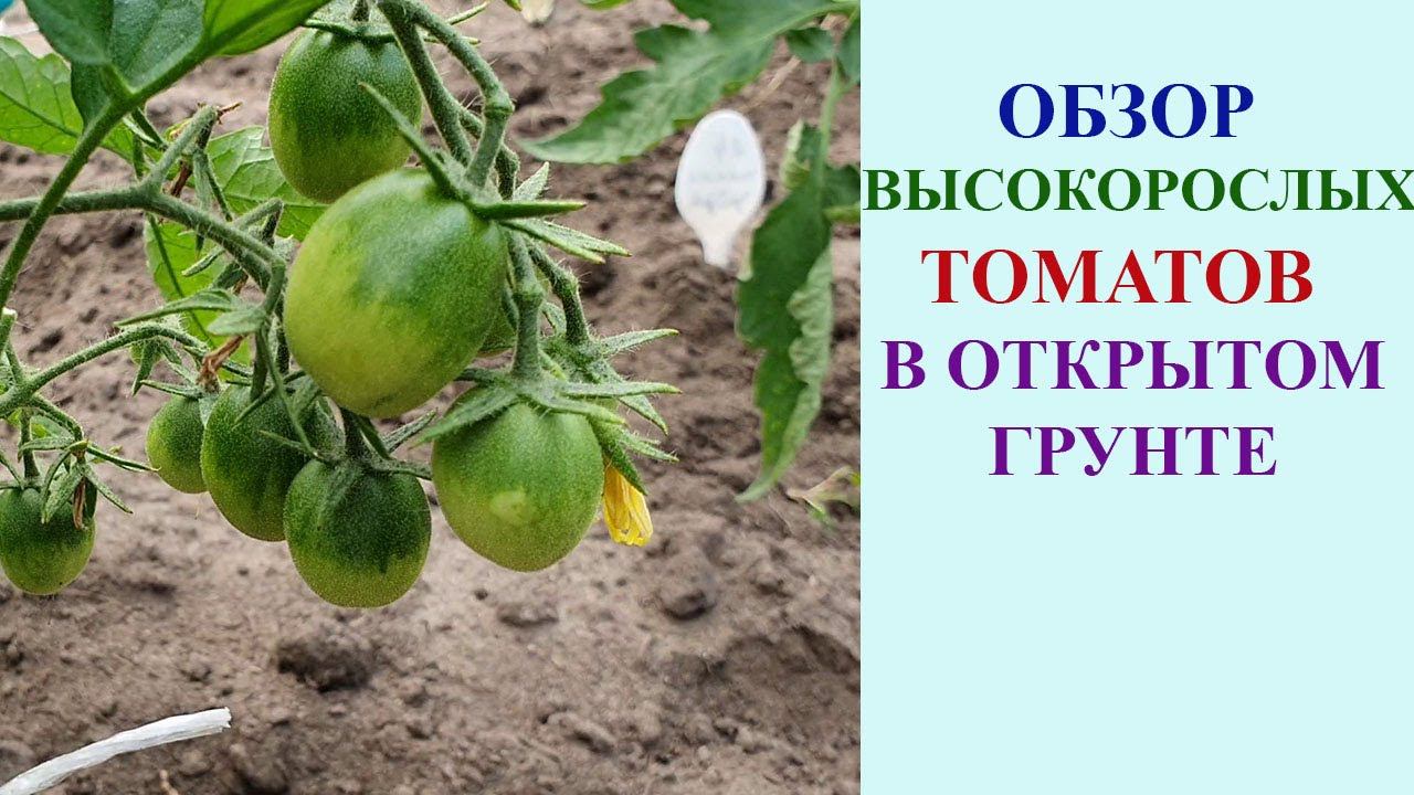 ОБЗОР ВЫСОКОРОСЛЫХ ТОМАТОВ. ПОДКОРМКИ. смотреть онлайн