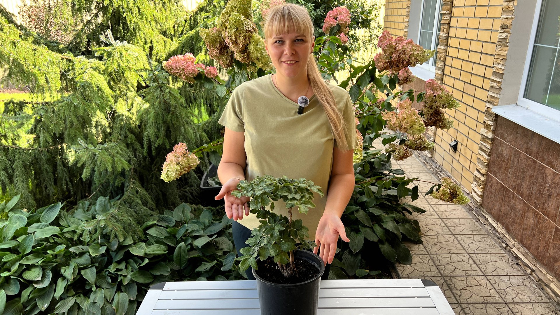 Пион древовидный - посадка, а также важные моменты, которые нужно знать до посадки смотреть онлайн