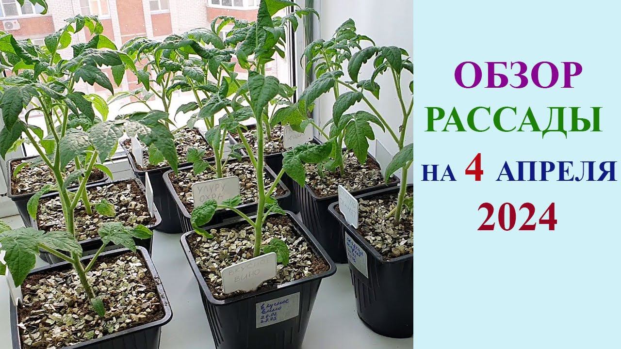 ОБЗОР РАССАДЫ НА 4 АПРЕЛЯ 2024 ГОДА. ТОМАТЫ, ПЕРЦЫ, БАКЛАЖАНЫ, ЦВЕТОЧНЫЕ КУЛЬТУРЫ, ЗЕЛЕНЬ. смотреть онлайн