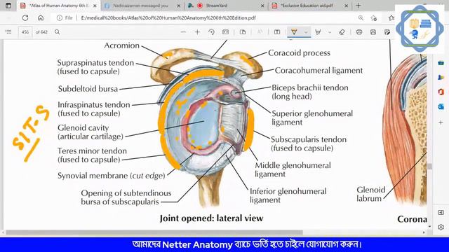 Orientation Class to Netter's Anatomy and Abdominal wall смотреть онлайн
