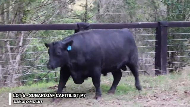 Sugarloaf Angus Lot 6 смотреть онлайн