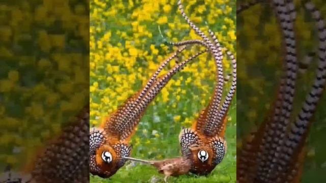 Кавалеры бегут за дамой Это королевские фазаны. Живут они в некоторых горных районах Китая. А хвост смотреть онлайн