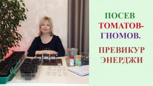 ПОСЕВ ТОМАТОВ-ГНОМОВ. ПРЕВИКУР ЭНЕРДЖИ.