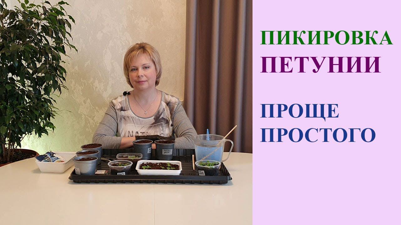 ПИКИРОВКА ПЕТУНИИ. ПРОЩЕ НЕ БЫВАЕТ. смотреть онлайн