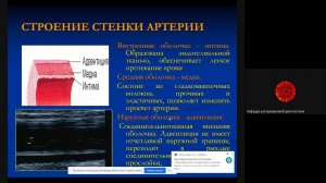 Основные положения ультразвуковой диагностики сосудов  Морфология  Доц  Ерошенко О Л