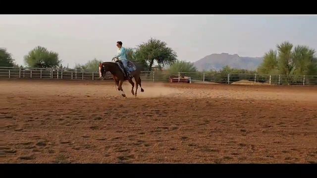 AQHA Reining Mare for Sale смотреть онлайн
