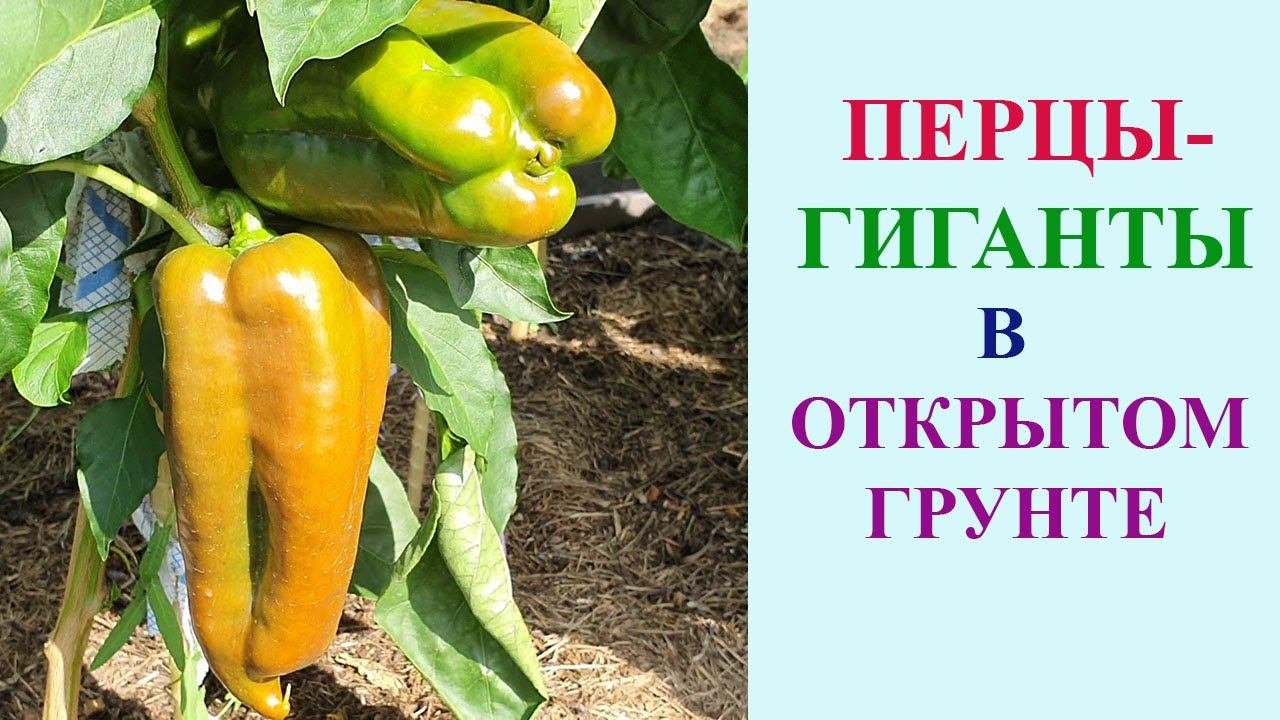 ПЕРЦЫ-ГИГАНТЫ В ОТКРЫТОМ ГРУНТЕ ПО СОРТАМ. смотреть онлайн