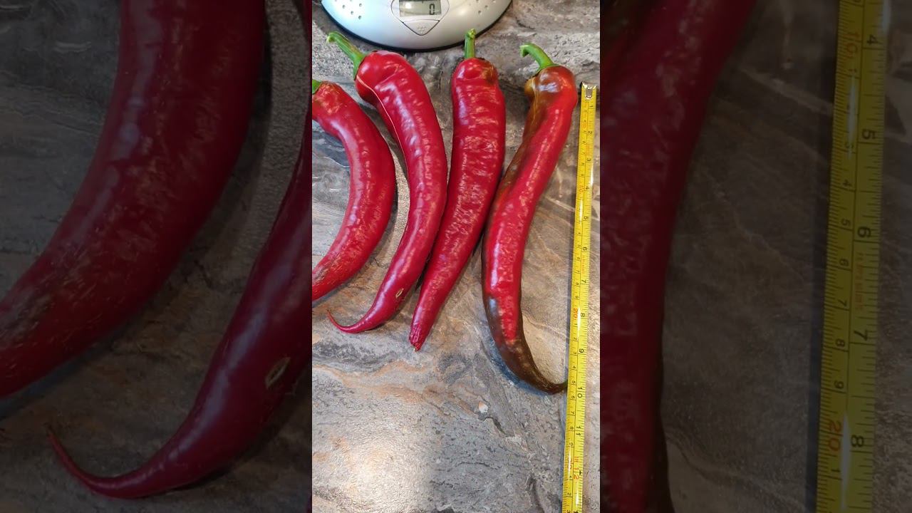 Острый перец Красный толстяк. смотреть онлайн