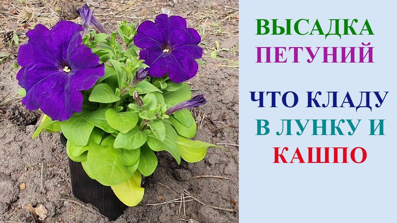 ВЫСАДКА ПЕТУНИЙ. ЧТО ДОБАВЛЯЮ В КАШПО И ЛУНКИ. смотреть онлайн