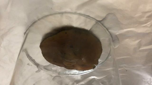 How to take a Spore Print. Mushroom Knowledge. смотреть онлайн