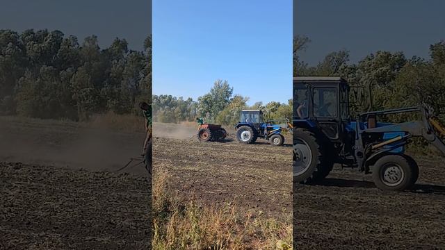 у нас посевная озимой пшеницы