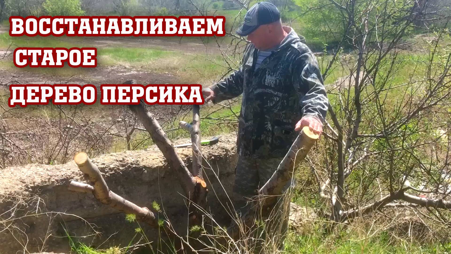 Восстанавливаем запущенное дерево персика смотреть онлайн