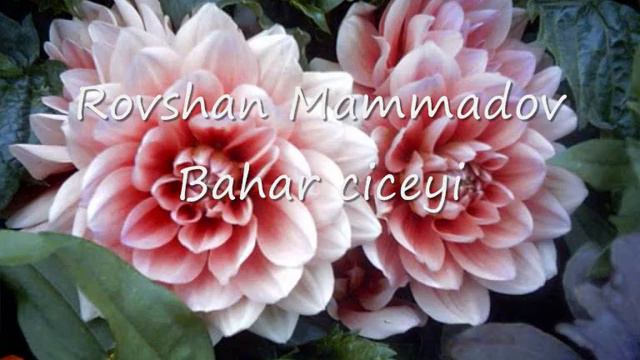 Rovshan Mammadov - Bahar ciceyi смотреть онлайн