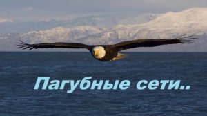 Пагубные сети.. (рассказ)