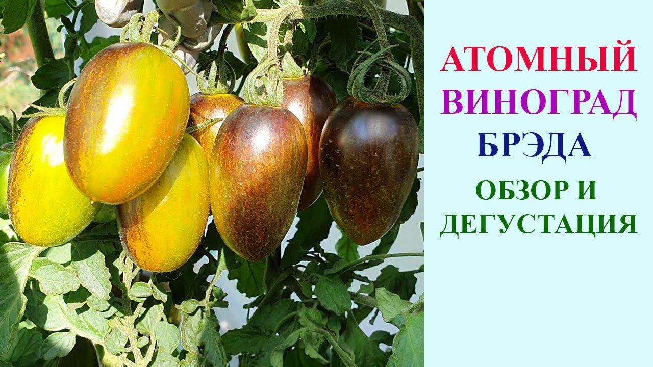 ТОМАТ АТОМНЫЙ ВИНОГРАД БРЭДА. ОБЗОР И ДЕГУСТАЦИЯ. смотреть онлайн