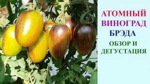 ТОМАТ АТОМНЫЙ ВИНОГРАД БРЭДА. ОБЗОР И ДЕГУСТАЦИЯ.