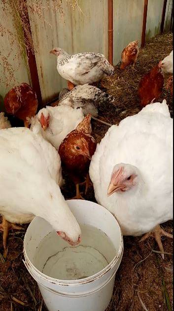 Зачем курам ЯБЛОЧНЫЙ УКСУС. смотреть онлайн