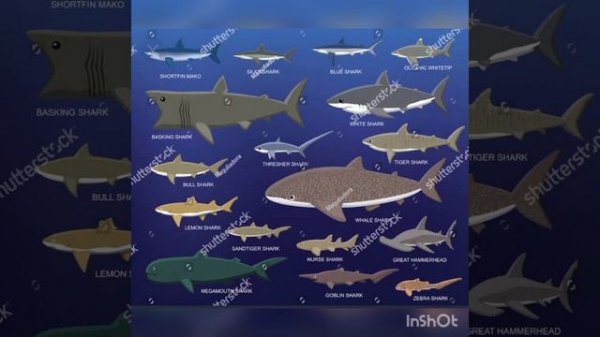 sea animal size comparison