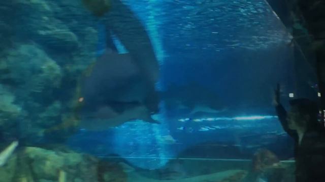 Нурлан Насип как отдыхал в Корее? смотреть онлайн