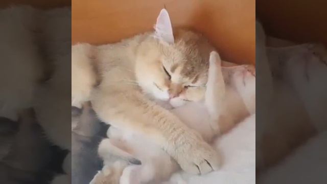 Котёнок 🐈 смотреть онлайн