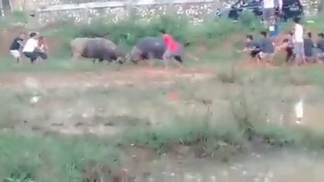 Malada 99 vs Topi Koboi jr смотреть онлайн