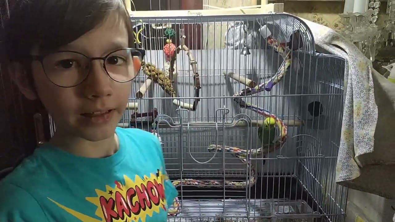 обзор моего попугайчика смотреть онлайн