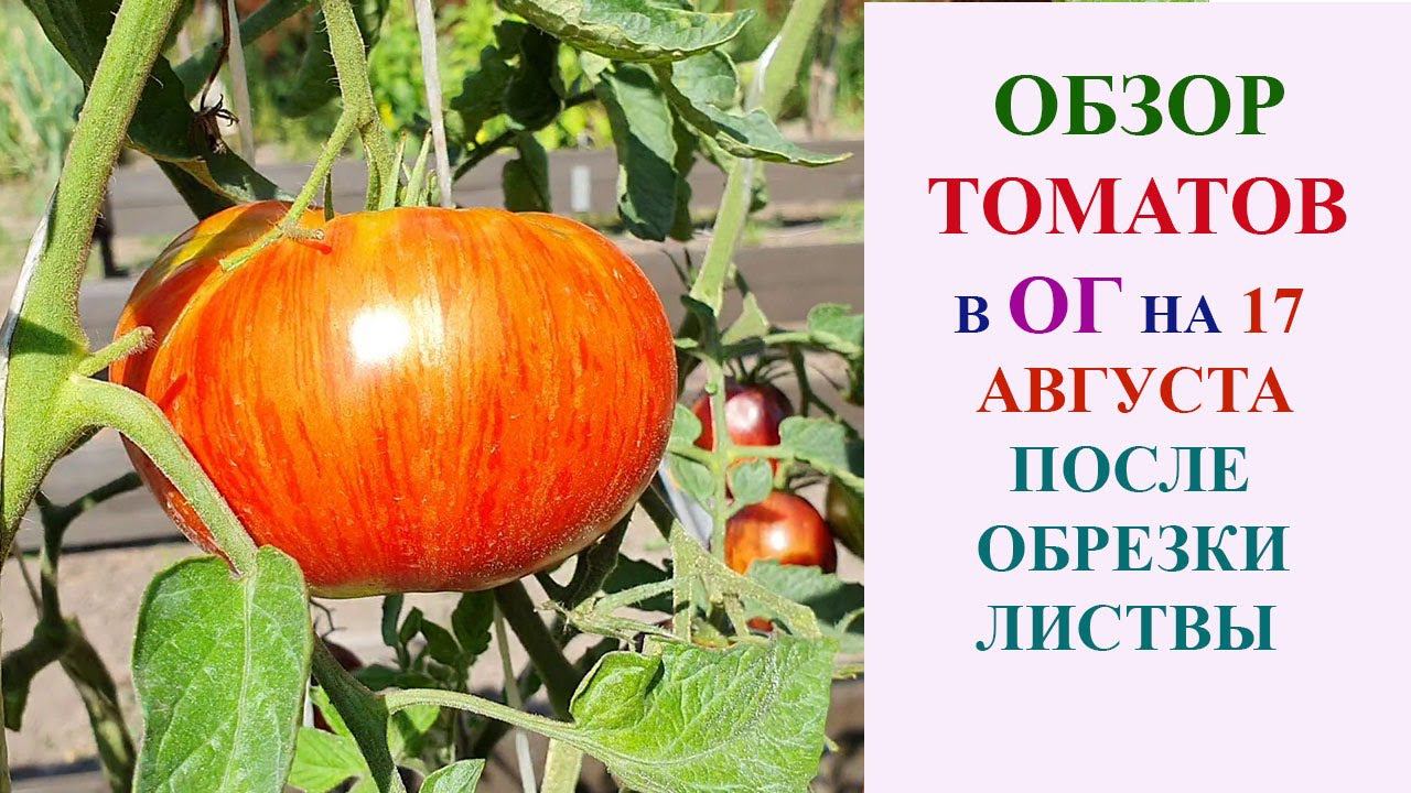 ОБЗОР ТОМАТОВ В ОТКРЫТОМ ГРУНТЕ 17 АВГУСТА 2023 ГОДА ПОСЛЕ ОБРЕЗКИ ЛИСТВЫ. смотреть онлайн