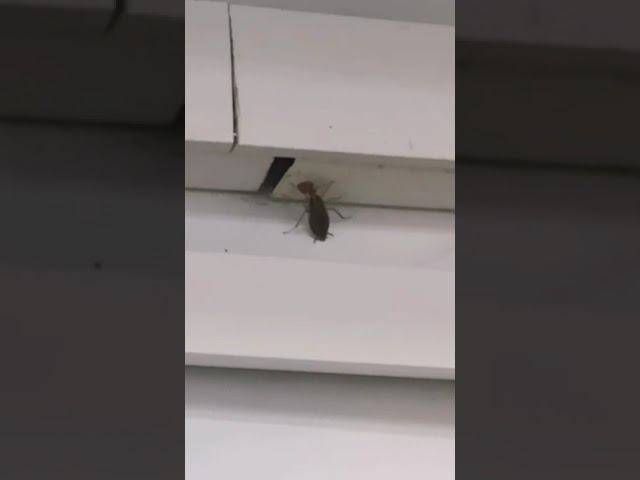 Травля тараканов профессиональным гелем