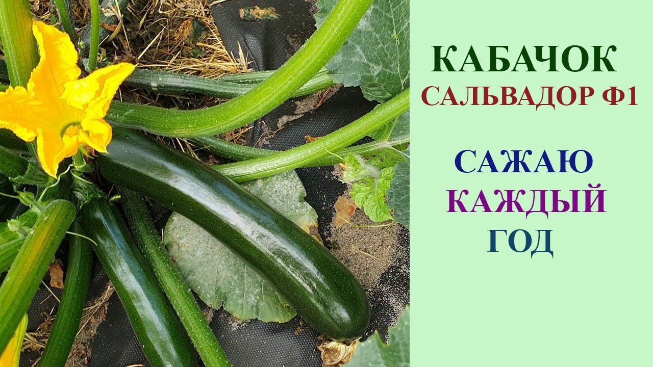 КАБАЧОК САЛЬВАДОР Ф1. КРАСИВЫЙ, ВКУСНЫЙ, УРОЖАЙНЫЙ - САЖАЮ КАЖДЫЙ ГОД. смотреть онлайн