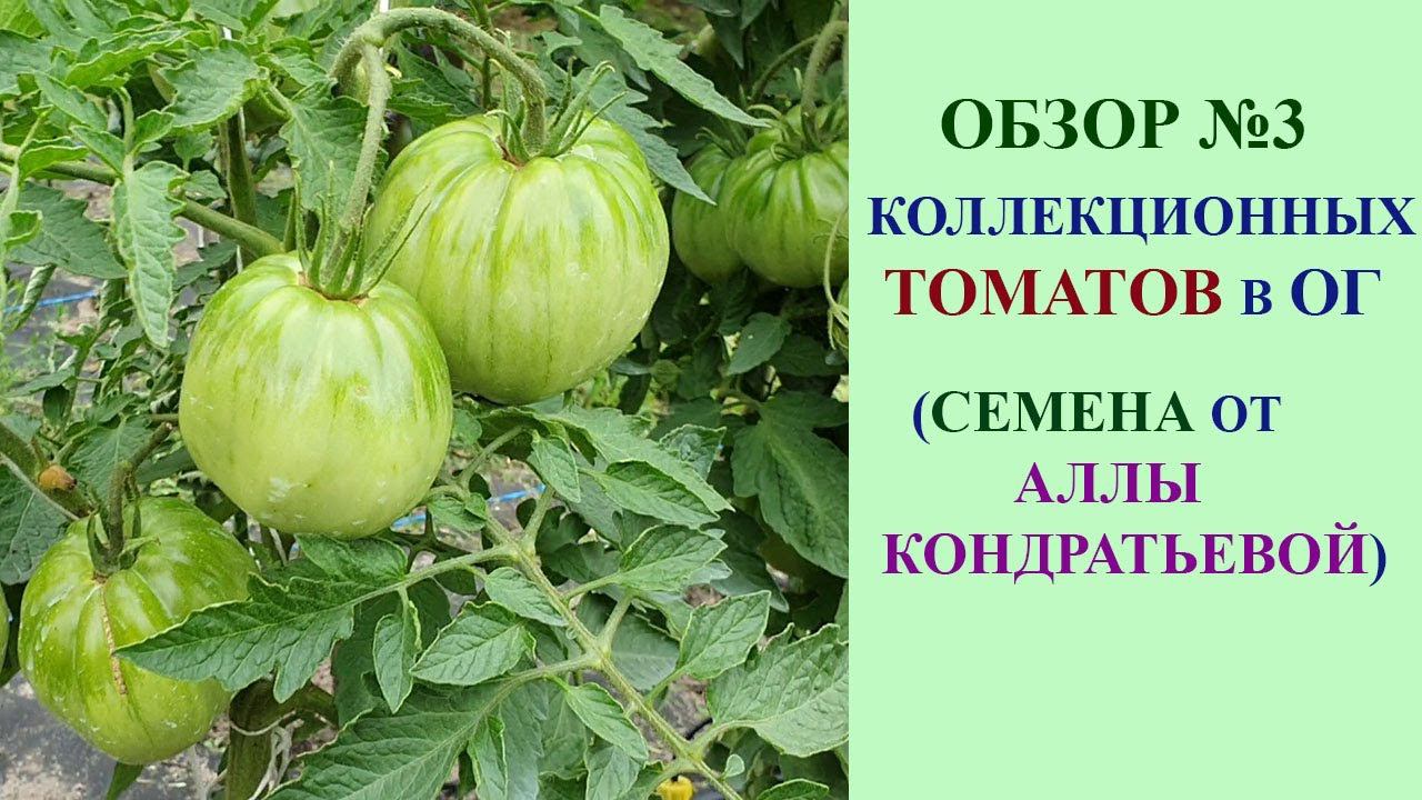 ОБЗОР №3 КОЛЛЕКЦИОННЫХ СОРТОВ ТОМАТОВ В ОТКРЫТОМ ГРУНТЕ НА 22 ИЮЛЯ ИЗ СЕМЯН ОТ АЛЛЫ КОНДРАТЬЕВОЙ. смотреть онлайн