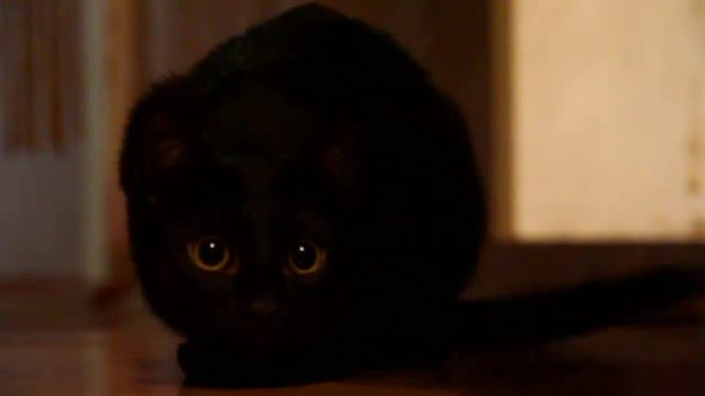 Котенок Эномай в засаде. смотреть онлайн