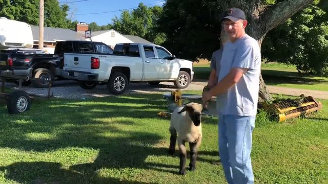 Jacob Cade 2018 4H Market Lamb смотреть онлайн