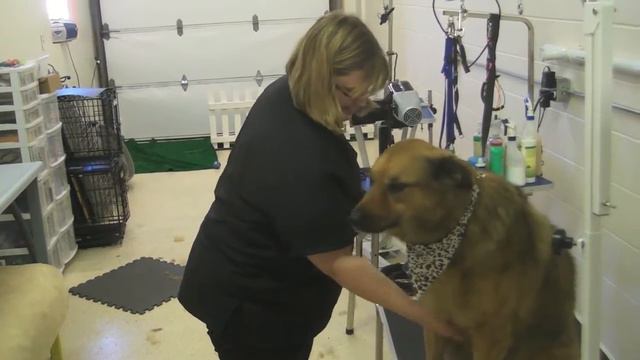 Brandi Enjoys Designer Dogs Pet Spa смотреть онлайн