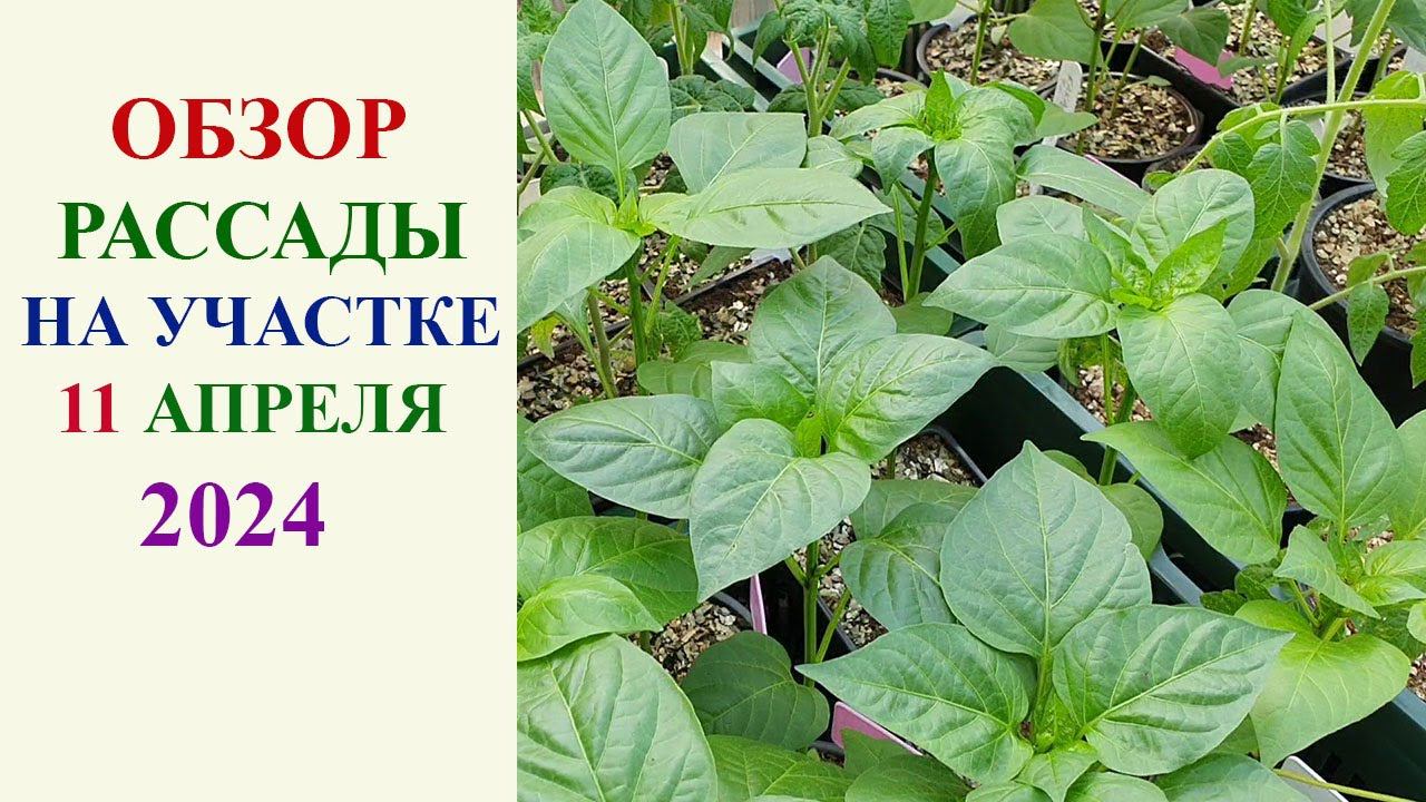 ОБЗОР РАССАДЫ НА УЧАСТКЕ 11 АПРЕЛЯ 2024. смотреть онлайн