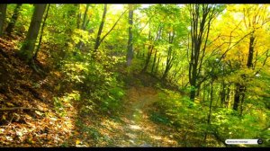 Коран сура Аль-Фатхь видео 4к Миншави -Minshawiy