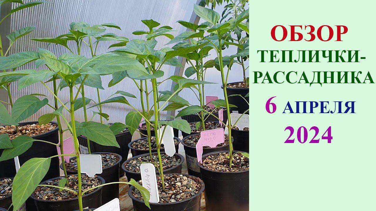 ОБЗОР ТЕПЛИЧКИ-РАССАДНИКА НА 6 АПРЕЛЯ 2024 ГОДА смотреть онлайн