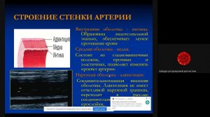 Основные положения ультразвуковой диагностики сосудов  Морфология  Доц  Ерошенко О Л