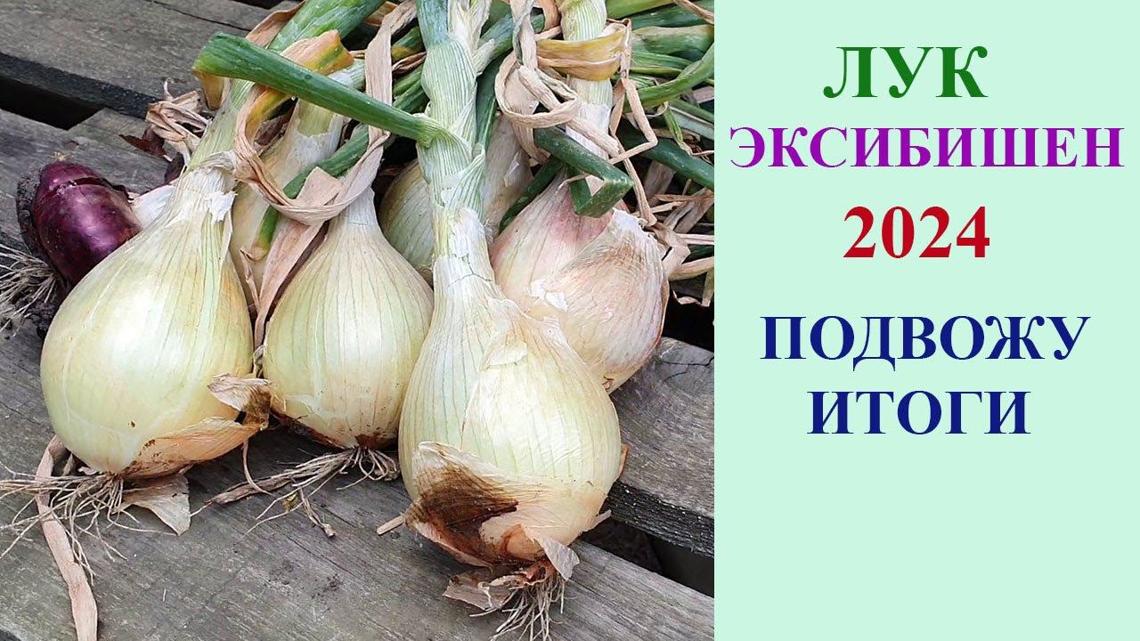 ЛУК ЭКСИБИШЕН 2024 ГОДА. ПОДВОДИМ ИТОГИ. смотреть онлайн