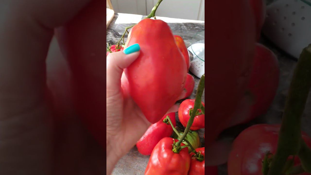 Аббатиста паста. смотреть онлайн