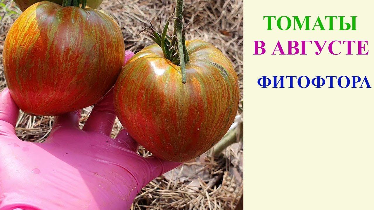 ОБЗОР ТОМАТОВ 11 АВГУСТА. ФИТОФТОРА ПРИШЛА. смотреть онлайн