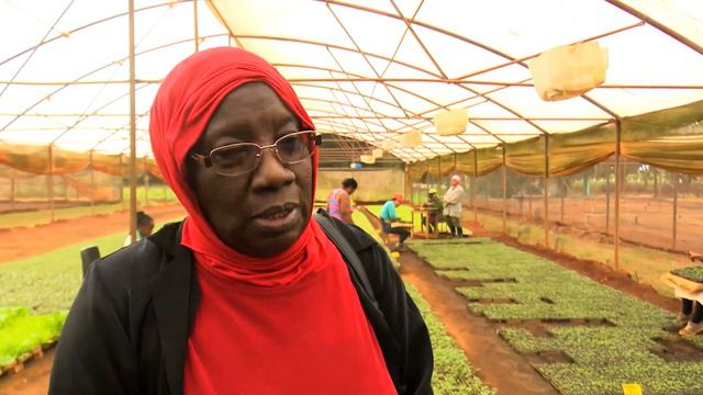 Celebran en Mayabeque Aniversario 40 de las relaciones entre Cuba y Gambia. смотреть онлайн