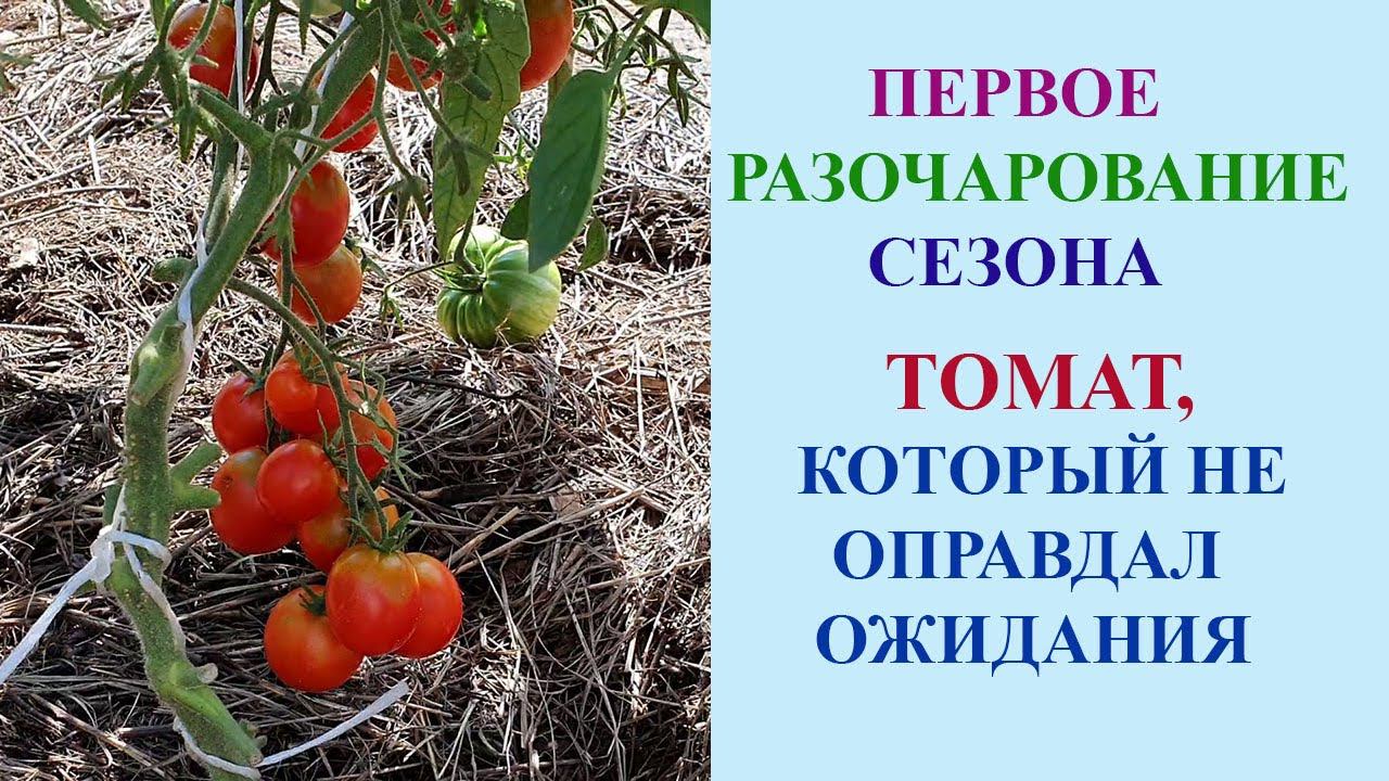 ТОМАТ, КОТОРЫЙ НЕ ОПРАВДАЛ ОЖИДАНИЯ. смотреть онлайн