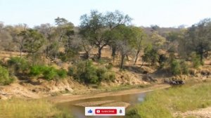 Не на того напал!  Самые Эпичные Противостояния Буйволов Против Львов