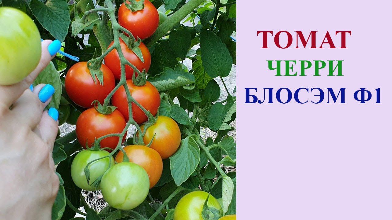 ТОМАТ ЧЕРРИ БЛОСЭМ F1 смотреть онлайн