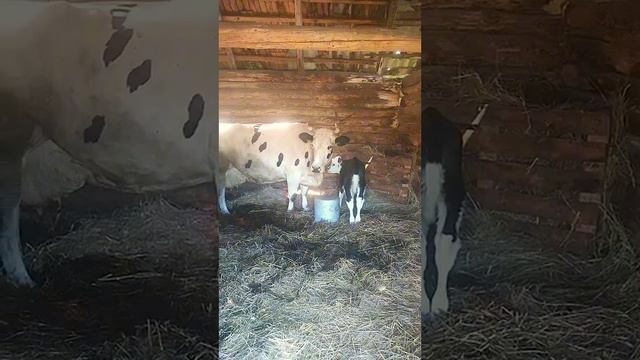 Наконец-то наша кормилица принесла нам бычка! Очень долго ждали! Очень рады что сама отелилась!)